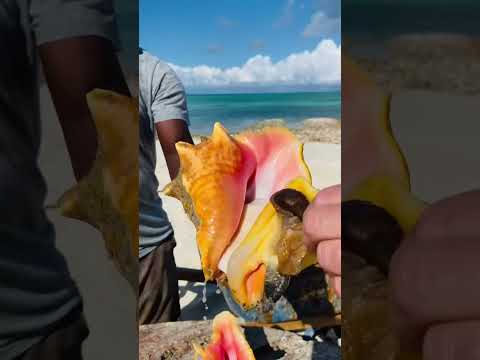 How to remove Conch out of the shell #shorts