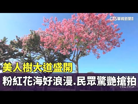 美人樹大道盛開　粉紅花海好浪漫　民眾驚艷搶拍