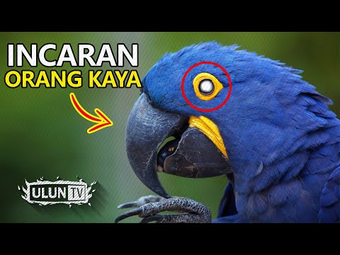 Incaran Orang Kaya 5 Jenis Burung Termahal Di Dunia Kaskus