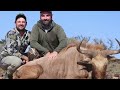 Sable And Golden Gemsbok And Wildebeest With Braeside Safaris At Comre