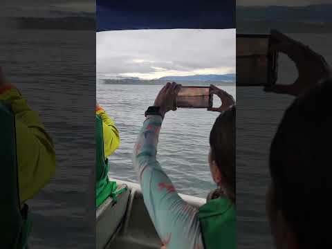 Witness Giants of the Pacific: Whale Watching in Colombia’s Chocó