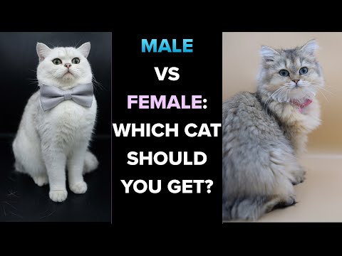 YouTube video about: Should I get a male or female cat quiz?