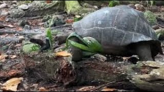 Turtle videos