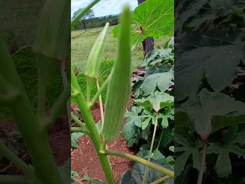 Flor do quiabo chifre de viado