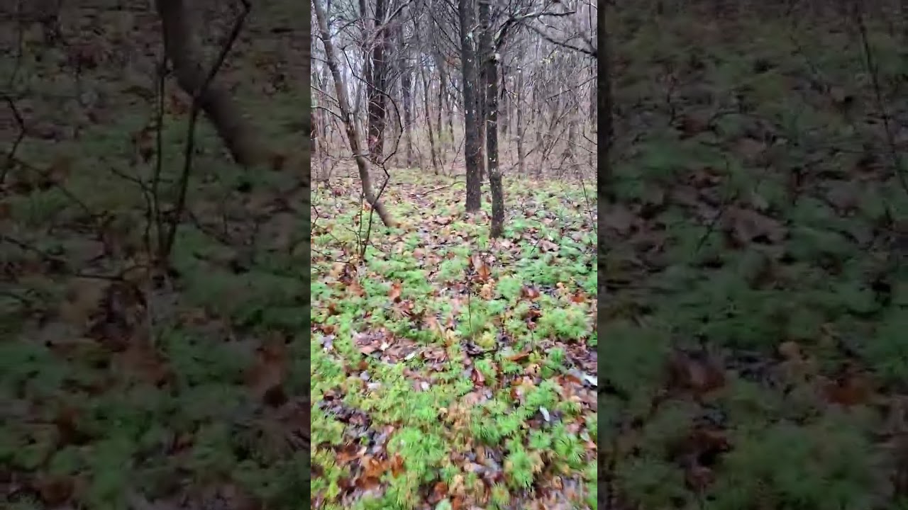 Hunting Small Acreage: Maximizing Success on 20-Acre Ohio Leases