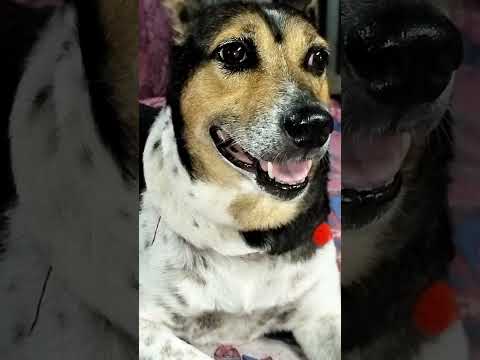 #youtubeshorts #dog