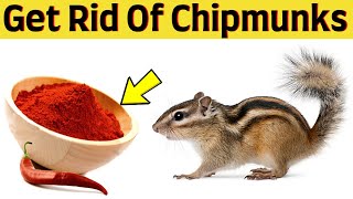 How to get rid of chipmunks with cayenne pepper in yard, garden and house walls