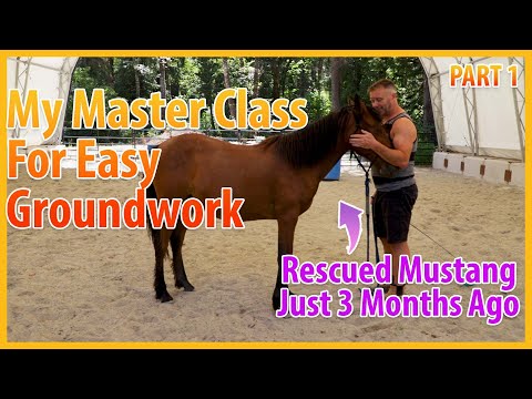 Easy Master Class For Beginning Groundwork With Horses PART 1