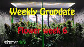 White Widow Cannabis Grow. What to do week 6 flower. suBurBan heRb's weekly grow update.