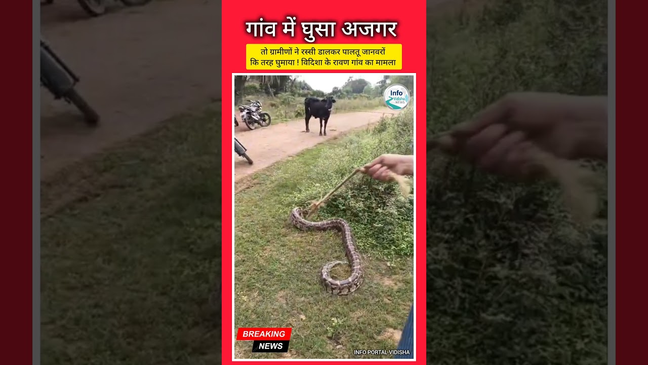 #videoviral  गांव में घुसा अजगर तो ग्रामीण उसे रस्सी डालकर घुमाने लगे....