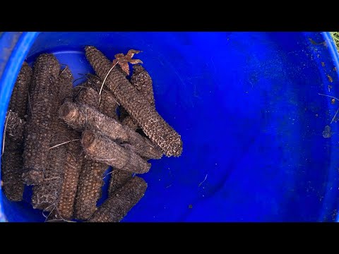 Using corn cobs in container gardening