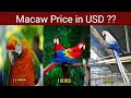 Top 10 Macaw Price In USD