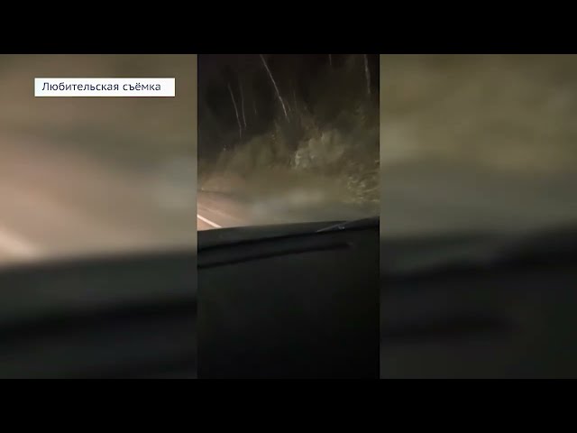 В Шелеховском районе на трассе нашли детёныша косули