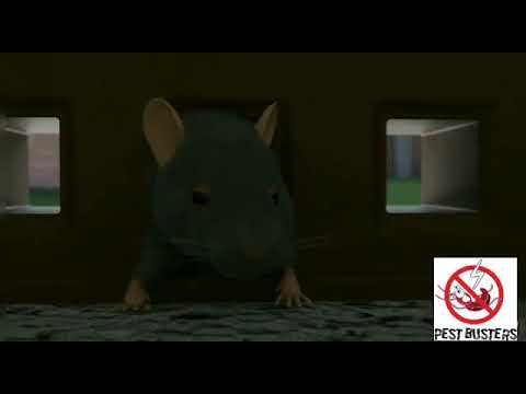 Rat Control Service