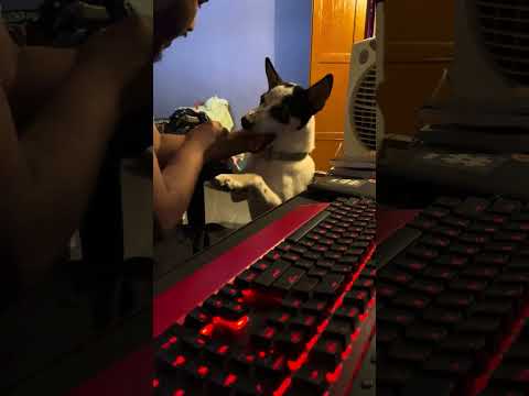 Kaam Koribo Nidiu - Kakoli