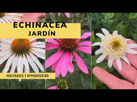 , title : 'Echinacea: variedades y reproducción 🌻🌼 ¡Perfecta para el jardín! - Jardinatis'