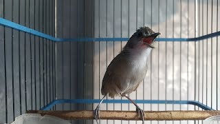 Download lagu PELANDUK SEMAK GACOR DOR TOP BUAT PANCINGAN mp3