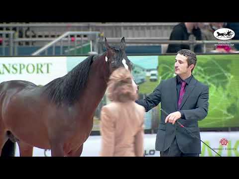 N 57 MP FINANOV   VERONA 2021 International Cup   Stallions 7+ Years Old Class 10