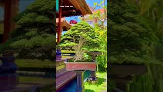 Download lagu Koleksi bonsai Agung Adi Bali #belajarbonsai #bonsaiindonesia #bonsaikontes #istanabonsaibali mp3