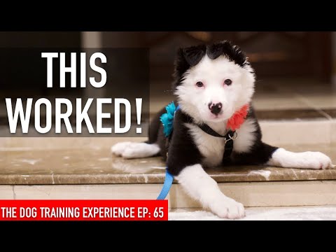 How I Trained My Dog to be LEFT ALONE in the House!