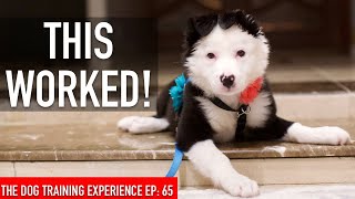 How I Trained My Dog to be LEFT ALONE in the House!