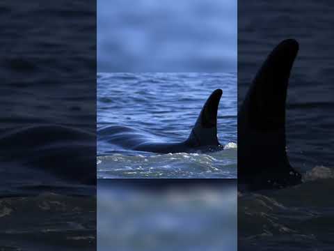 The Secret to Killer Whale Success  Unveiling the Ocean's Top Predator