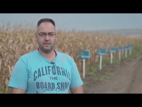 DEKALB hibridi kukuruza -DKC3623- Vladimir Šaša i Zoran Ličanin