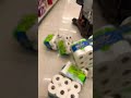 Toilet Paper Fall