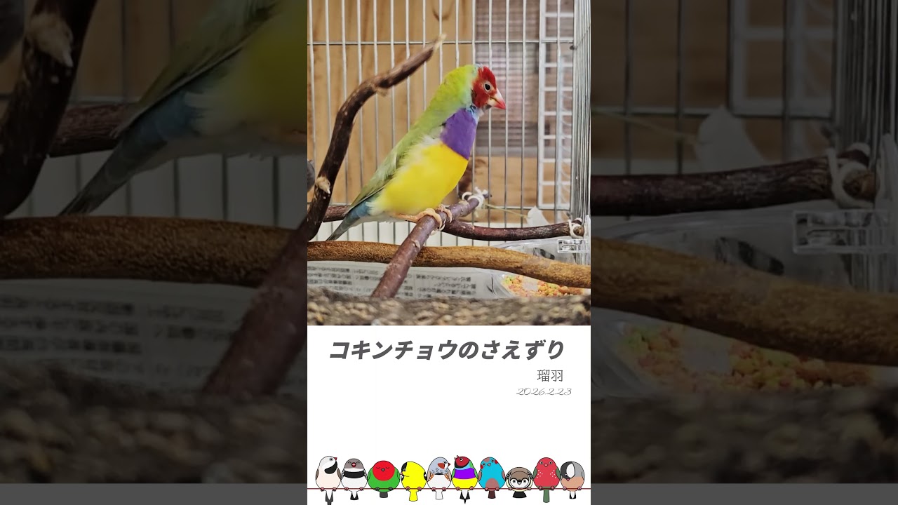 コキンチョウ瑠羽のさえずり