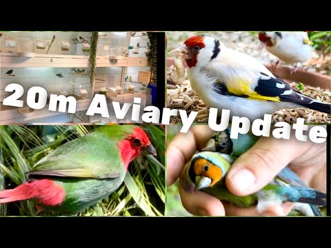 , title : 'Bird Breeding Update | Finches | Softbills | Aviary Birds | Aviary Tour | S2:Ep11'