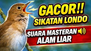 Download lagu Sikatan Londo Gacor 30 Menit Alam Liar | Masteran Ampuh Pancing Bunyi  mp3