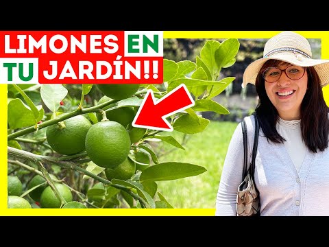 🍋12 Tips for Caring for a Potted Lemon Tree 🪴Why do the fruits and flowers fall off?