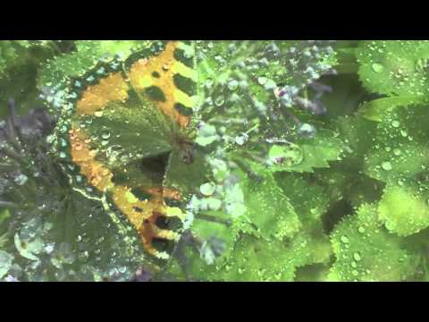 Chilled By Nature - Green Shade