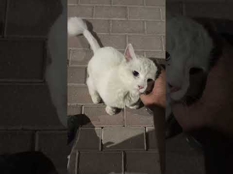 beautiful cat on walk #cat #poochasir #Dubai