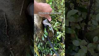 Tree tap! #day15