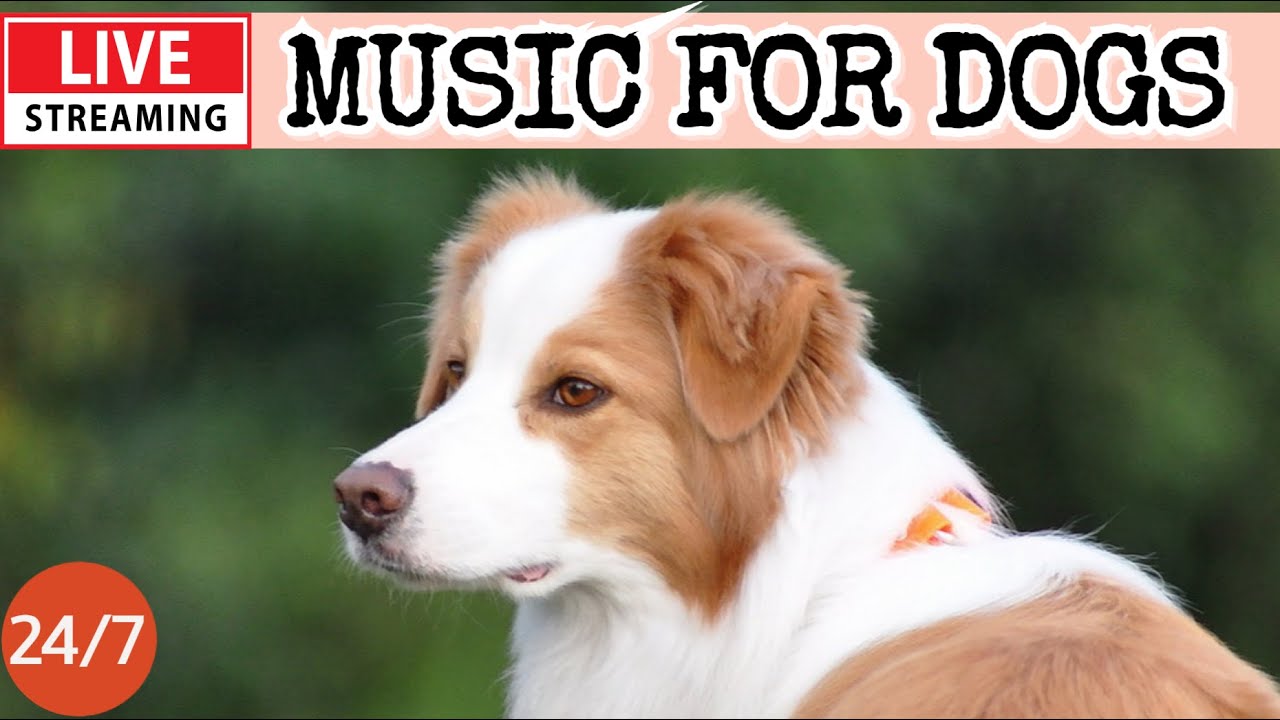 🔴[LIVE] Dog Music🎵Dog Calming Music🐶🎵 Separation Anxiety Relief Music🐶🎵 Dog Soothing Music 🔴11