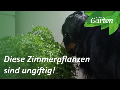 , title : 'Diese Pflanzen sind für Haustiere und Kinder ungefährlich | MDR Garten'