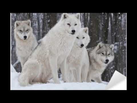 Eremka x CrocoDILL x PerPan x Gali (WTL)- Poranne Słońce