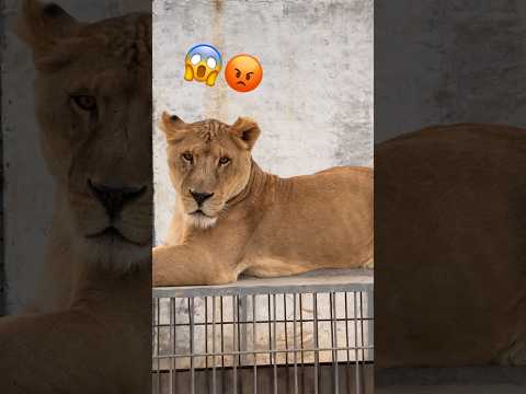 Lions 🦁 fans #wildliferescue #wildcats #lionnation #bigcats #tigerspotted #lion #largecats 😱