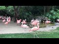 LA Zoo Flamingo