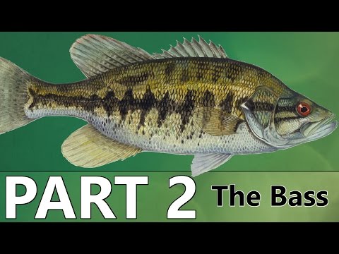 Beginner's Guide to BASS FISHING - Part 2 - The Bass Video