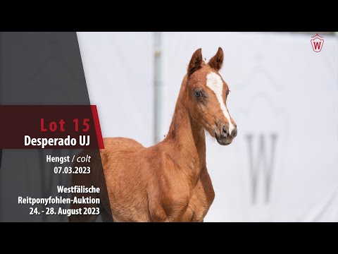 Reitponyfohlen-Auktion Lot  15 Desperado UJ Hengst v. Dance Star AT NRW - Valido's Highlight