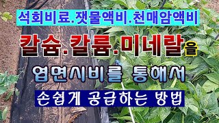 [텃밭농부 1,513]  각종액비를 통해 칼슘과 칼륨 미네랄을 손쉽게 엽면시비 하는 방법. #엽면시비