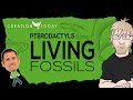 Pterodactyls and other Living Fossils - Creation Today Claims