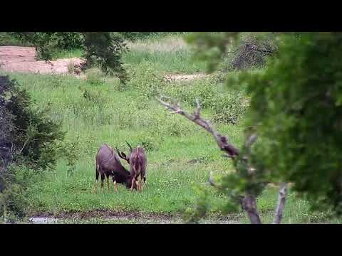 Djuma: Two Nyala bulls - 16:42 - 01/18/2020