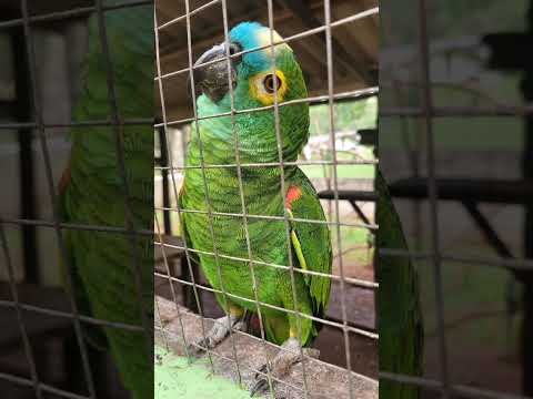 Video Campo Mourão/PR - 21-09-2026