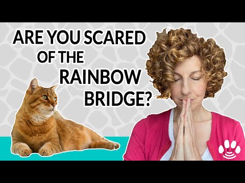Are Pets Afraid to Die | Rainbow Bridge and Animal Crossing