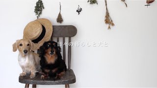 ご報告/ 別れそしてめぐり逢い/ 日々の暮らしと犬と/ My daily life with dogs