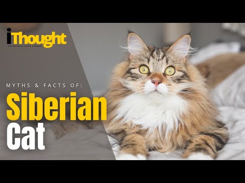 Myths & Facts : SIBERIAN CAT | iThough