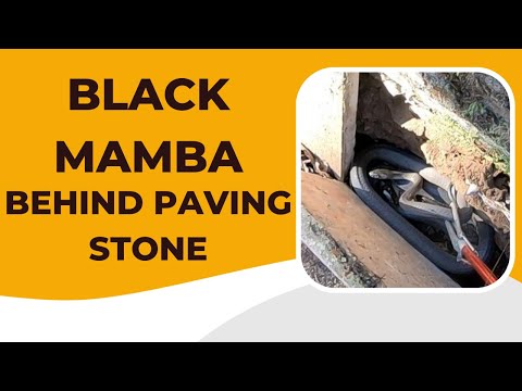 BLACK MAMBA BEHIND PAVING STONE
